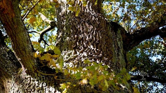 The Oak of Žudiškės смотреть онлайн