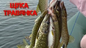 Зункарь осень 2023.  Щука травянка