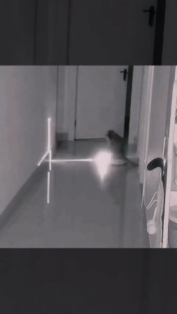 Новый мем (Cattish night drift)