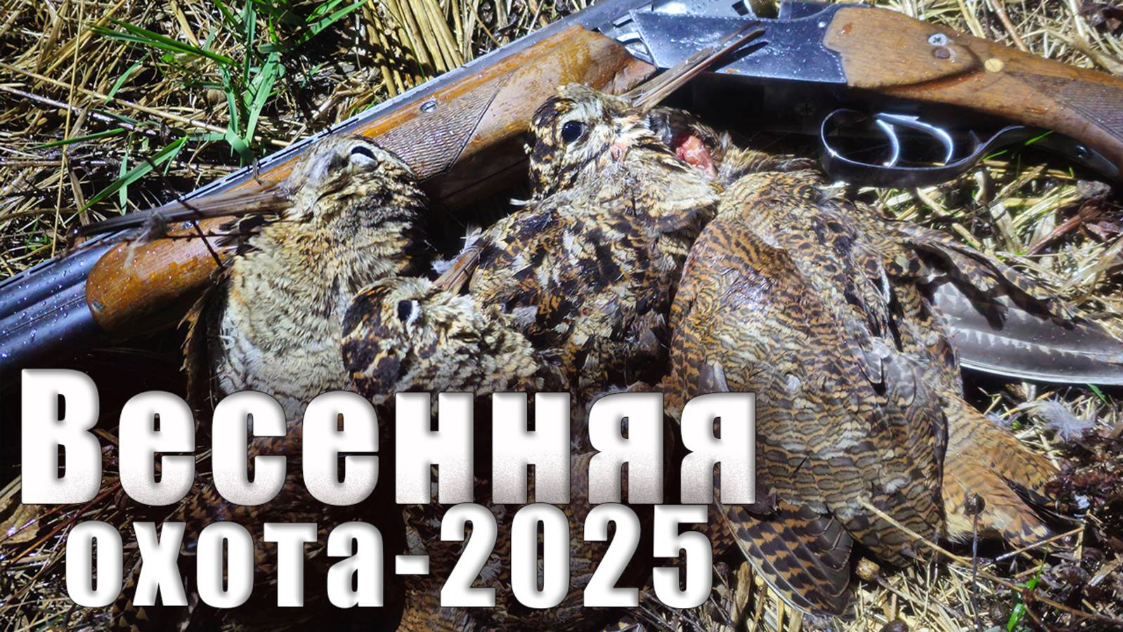 Охота на вальдшнепа! Лучшие моменты 2025 #охота #весенняяохота #тоз34 #мр155 #природа