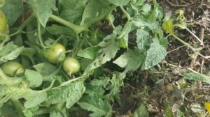 Пембола F1 Бурса Тохум Pembola F1 Bursa Tohum 2021