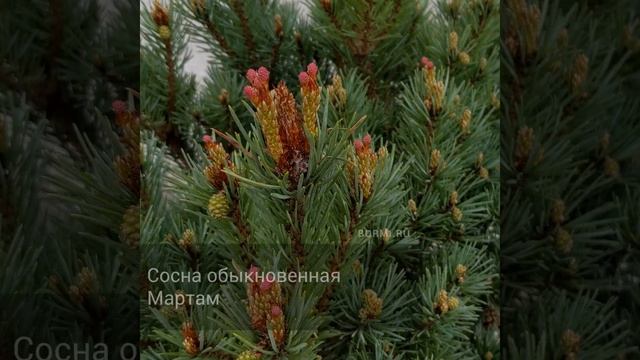 Сосна обыкновенная Мартам