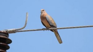 Смеющийся голубь! Вы только послушайте!