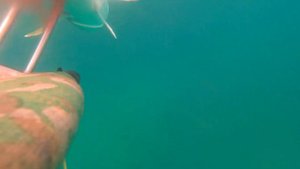 Подводная охота на черном море. Охота на лобана.