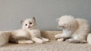 Котята регдолл