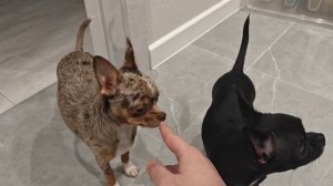 Две Чихуа-хуахи радостно бегаем по коридору.mp4