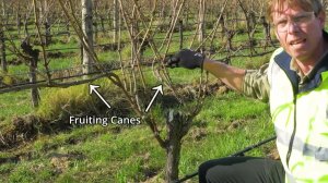 Основы обрезки винограда. Ч.3. Обрезка на побег (Австралия)