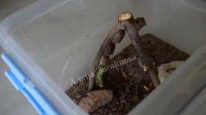 Как самка богомола откладывает оотеку