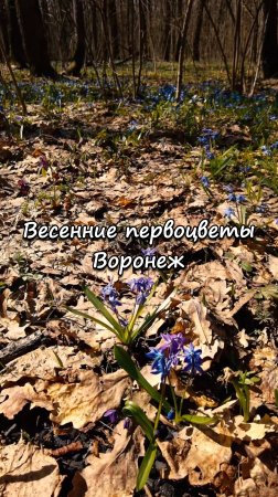 Весенние первоцветы, Воронеж