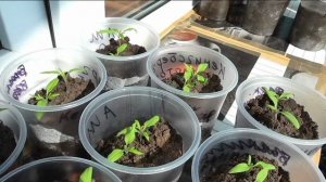 Индетерминантным помидорам полмесяца