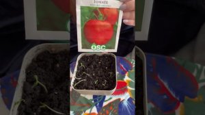 Как прорастить старые семена томатов