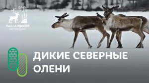 Лапландские зарисовки. Северный олень