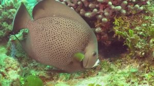 Супер-Музыка для снятия стресса