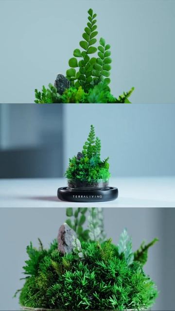 Preserved Ferns & Moss Terrarium Collection, The Rainforest Ferns by TerraLiving
