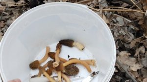 Сморчковая шапочка