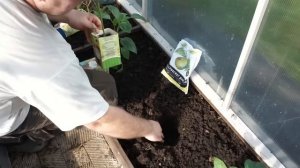 Как выращивают болгарский перец