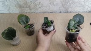 КАК САЖАТЬ ЛИСТ ФИАЛКИ, ЧТОБ НАРАСТИЛ ПОБОЛЬШЕ ДЕТОК!!!