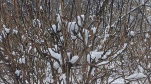 Подмосковье. ❄️ 9 апреля.