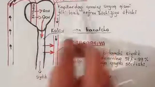 Buyrakda siydik hosil bo'lishi