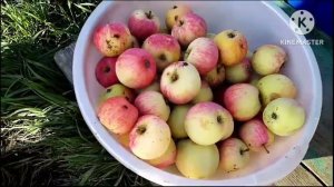 Возвращение на Родину/почему в больнице/нам не ймётся же/покрасили дом и опять за грибами...