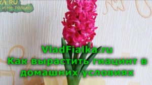 Как вырастить гиацинт в домашних условиях