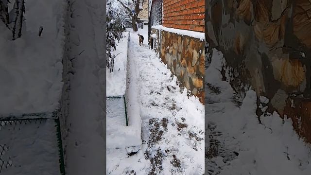 Граф радуется снегу 😊