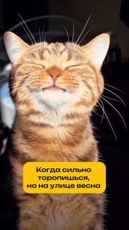 Любите весну?