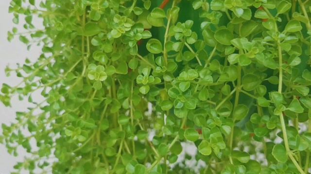 Fastest Growing Hanging Plants🌱 || 12 Hanging Plants for Beginners || Malayalam || Faziis World🥀
