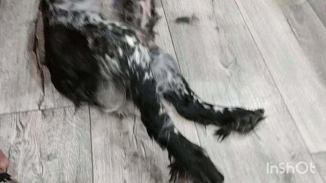 стрижка Бони русский спаниель