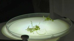 В университете "Сириус" прошла образовательная программа о генетике растений