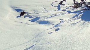 Норка. Фотоловушка Лапландского заповедника