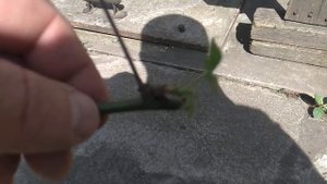 Размножение ежевики один из способов.