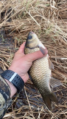 Рыбалка в деревенском пруду.  #рыбалка #fishing #nature #красотыприроды #вечер #рыба #весна