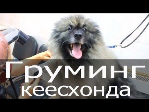 Груминг кеесхонда (голландский волчий шпиц), стрижка ногтей, уход за шерстью