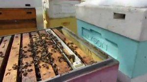 ужасы на пасеке Ужакина Игоря, ставлю магазины в марте, на улице снег, а что в магазинах, 8.04.2025