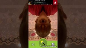 СМЕШНОЕ ЗЕРКАЛО