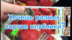 Любой сорт клубники прорастает, если соблюдать эти правила