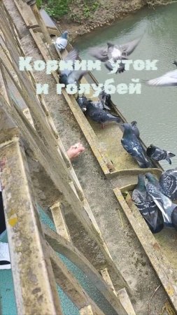 Кормин уток и голубей на мосту