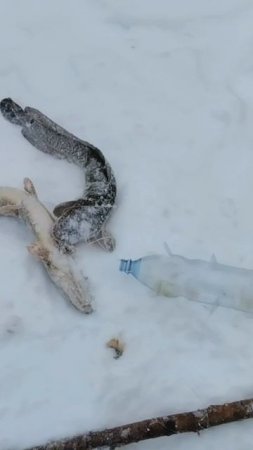 на 1.5 идет отлично!