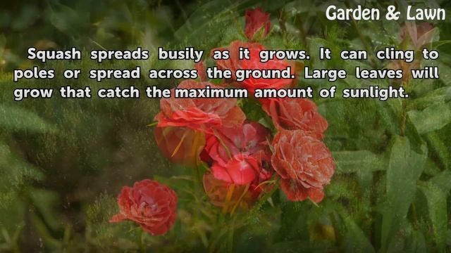 The Life Cycle of a Squash Plant смотреть онлайн