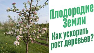 Как ускорить рост деревьев?
