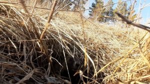 Сурки проснулись. Апрель 2025