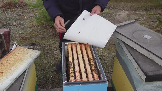 расширяю гнезда пчел,темпенратура +8гр