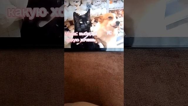 кошачья болезнь!