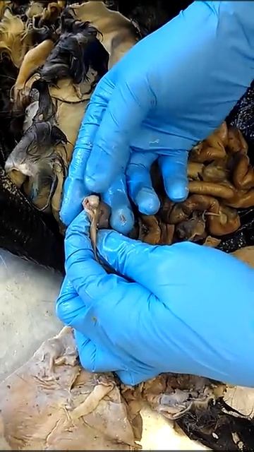 Really Quick Overview of Femal Cat Reproduction Anatomy смотреть онлайн