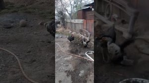 Индюк против индоутки 1