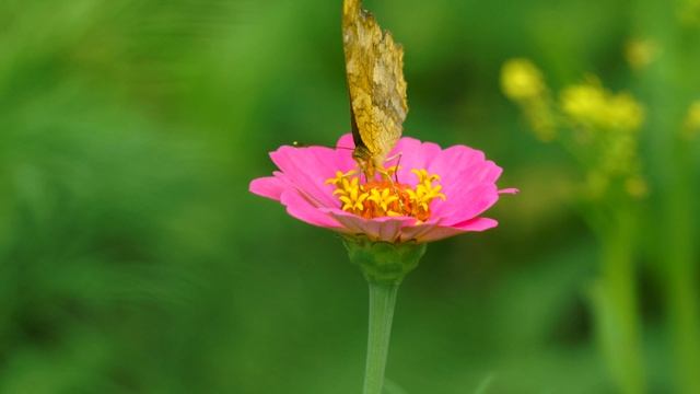 9367249-uhd_3840_2160_30fps