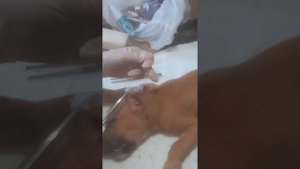 купирование ушей питбулю...