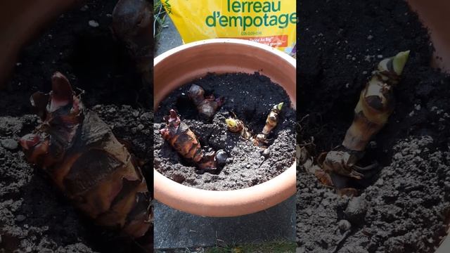 How to plant Calla Lily bulbs (rhizomes). Simple!!!🌺🌸🌞 Zantedeschia #howto #howtoplant #houseplants смотреть онлайн