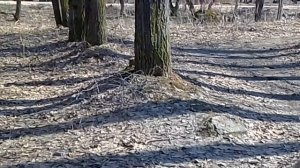 лес Барсика часть 1